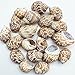 PEPPERLONELY 20PC Babylonia Spirata Hermit Crab Sea Shells, 1-1/4 Inch ~ 2-1/4 Inch