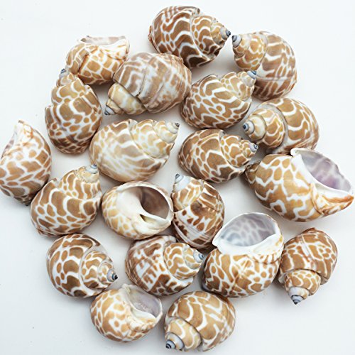 PEPPERLONELY 20PC Babylonia Spirata Hermit Crab Sea Shells, 1-1/4 Inch ~ 2-1/4 Inch