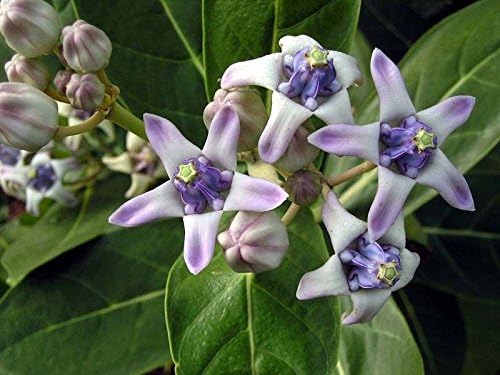 Calotropis gigantea'-Giant Milkweed-Purple flowers-10 Fresh Seeds