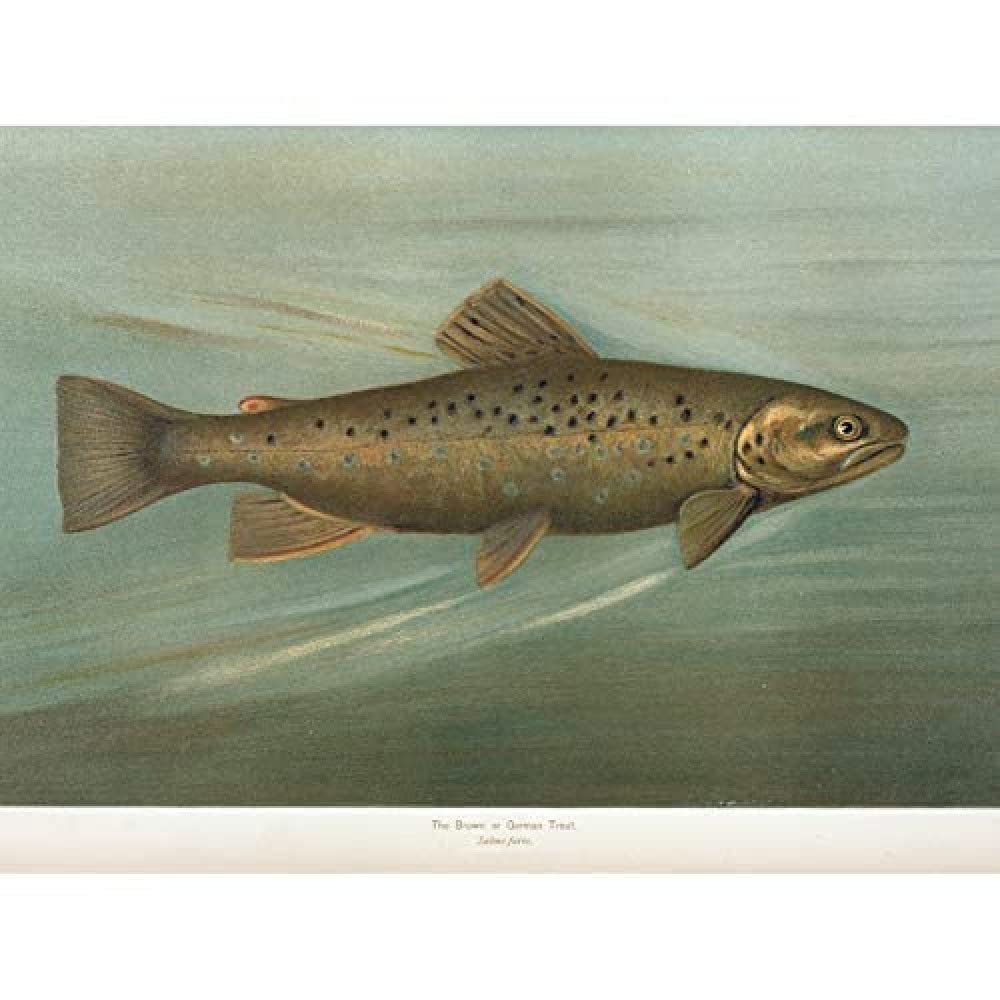 Artery8 Petrie North American Fishes Brown Trout Illustration Art Print Canvas Premium Wall Decor Poster Mural