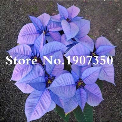 Petsdelite Poinsettia Flower Seeds Bonsai, 100 Pcs Color 4