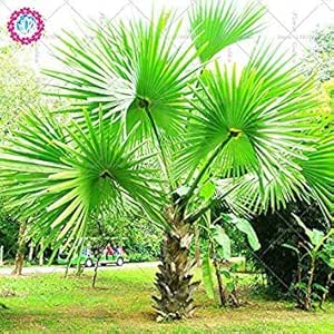 ASTONISH SEEDS: 5PCS de Ã¡rboles de palma semillas verdaderas Plantas