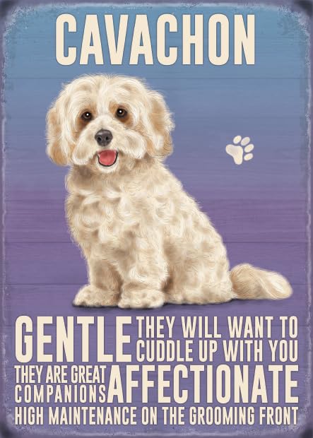 Small (150 x 200mm) Metal Sign - Cavachon
