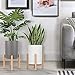 Moutik Wooden Plant Stand Indoor:Mid-Century Modern Plant Holder with 6.5″ White Flower Pot Perfect for Display Mini Cactus Aloe Snake Plant in Outdoor Garden Patio Deskthumb 4