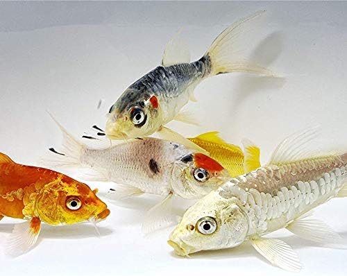 Toledo GoldfishButterfly Fin Koi, Variety of Colors and Patterns - Perfect for Ponds or Aquariums - 3-4 Inches, 25 Count