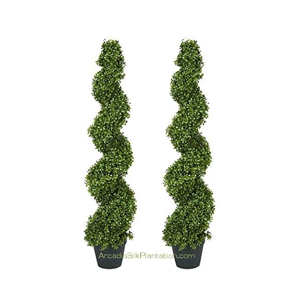 Arcadia Silk Plantation 2 Prepotted 4 Feet 2 Inches Spiral Boxwood