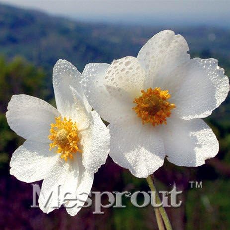 50 Seeds Japanese Anemone Flower Seeds Planting Office Miniplants 8 #32693139175ST