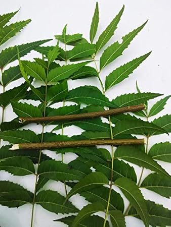 Amazon Com 55 Stems Of Fresh Neem Leaves Organic And Natural 10 Neem Seeds And 5 Chewing Stick Azadirachta Indica Handpick From Garden Beauty