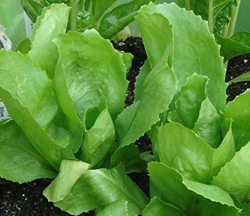 Seeds - Escarole (Endive) Seeds- Batavian Full Heart- 500+ by TricaStore