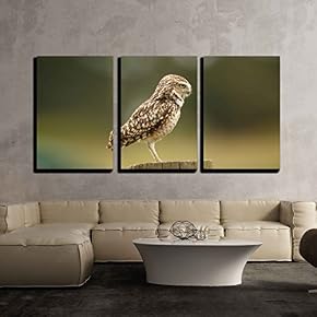 Close Up of a Burrowing Owl x3 Panels