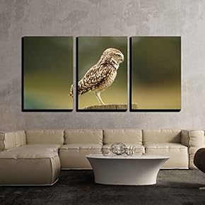 3 Piece Canvas Wall Art - Close Up of a Burrowing Owl - Modern Home Art Stretched and Framed Ready to Hang - 16"x24"x3 Panels