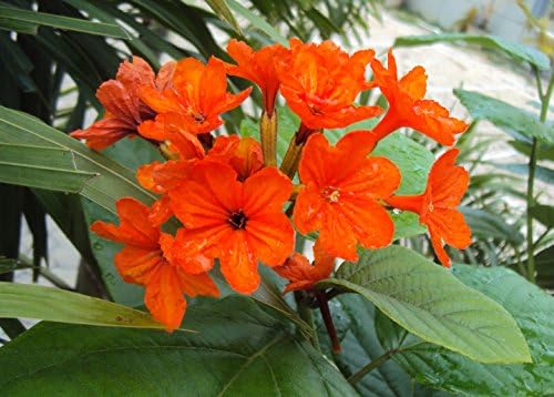 10 Seeds Cordia sebestena Ornamental Flowering Tree