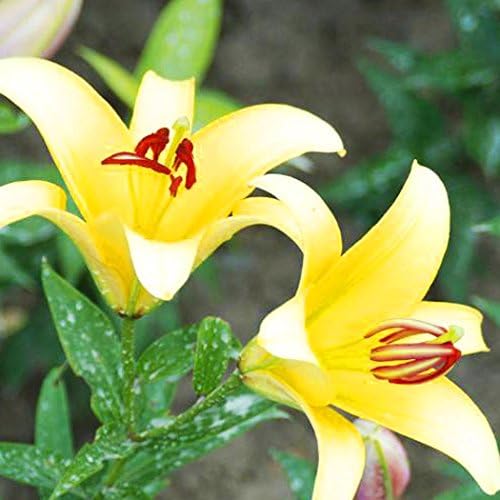 Seeds House- SummerRio 20pcs Mix Lily Seeds, Flower Bulbs Lily Seeds Home Gardening Balcony Garden Spring Seeds