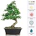 Brussel's Live Fukien Tea Indoor Bonsai Tree - 6 Years Old; 6" to 10" Tall with Decorative Container primary
