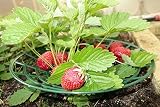komplekt-plastic Strawberry Supports - Easy to Use Strawberry Plant Support with 3 Sturdy Legs - Protection of Strawberry Plants from Mold, Rot and Dirt