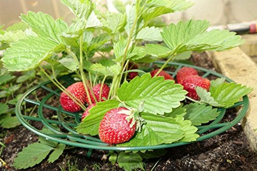 komplekt-plastic Strawberry Supports - Easy to Use Strawberry Plant Support with 3 Sturdy Legs - Protection of Strawberry Plants from Mold, Rot and Dirt