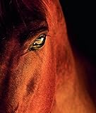 Image de Equine Beauty: A Study of Horses