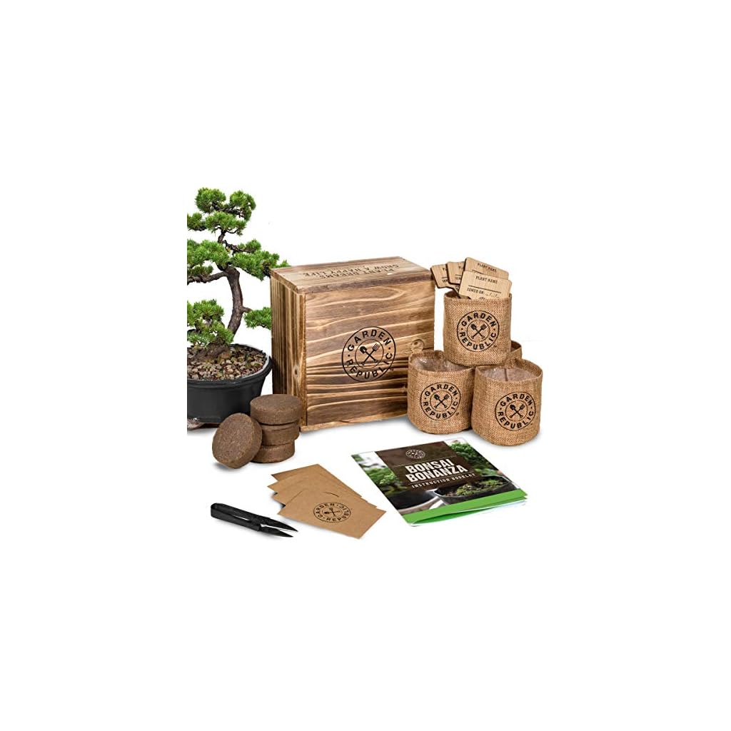 Bonsai Tree Seed Starter Kit Mini Bonsai Plant Growing Kit, 4 Types