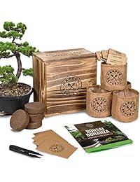 Kit de principiantes de semillas de árbol Bonsai, Mini juego de cultivo de plantas Bonsai, 4 tipos de semillas, macetas, tijeras de podar, marcadores de plantas, caja de regalo de madera, libro electrónico, jardinería en interiores, jardinería