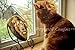 Prymal Lion King Cat Costume. This Pet Costume Turns Your Cat/Dog Into a Ferocious Lion King!