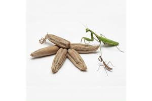 Carolina Praying Mantis Egg Case –Includes 50-200 Nymphs | Perfect for STEM Education, Eco-Friendly Garden & Fun Pet Observat