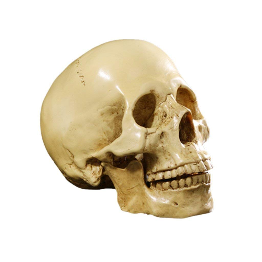 Yundxi Life Size 1:1 Replica Realistic Human Anatomy Skull Gothic Halloween Decor Ornament Anatomical Medical Teaching Skeleton (Yellow)