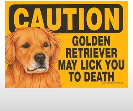 golden retriever velcro dog