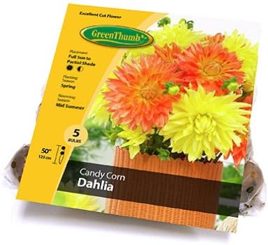 Van Bloem Gardens TV206145 5 Count Candle Dahlia Bulb