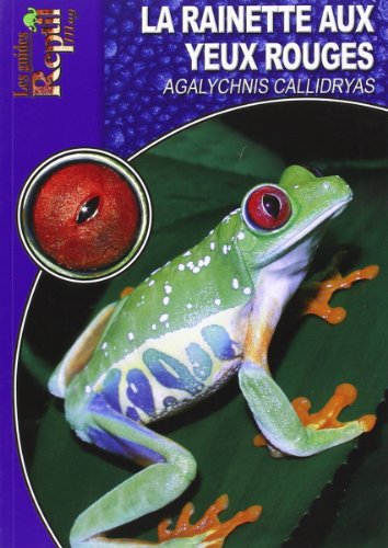 La  rainette aux yeux rouges