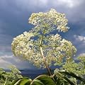 Organic Elderflower Tincture - Urban Moonshine Herbal Supplement