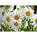 DIY 5D Diamond Painting by Number Kits, Full Drill Crystal Rhinestone Embroidery Pictures Arts Craft for Home Wall Decor Gift, Daisy