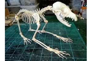 FGRID Animal Specimen Real Animal Skull Specimen Taxidermy Cleaned Skull Collection Fox, cat, Mink, Crocodile, Dog, Raccoon, Snake, Rabbit, Goat ，Muskrat，Nutria，Fox's paw (1pcs,Fox Skeleton)