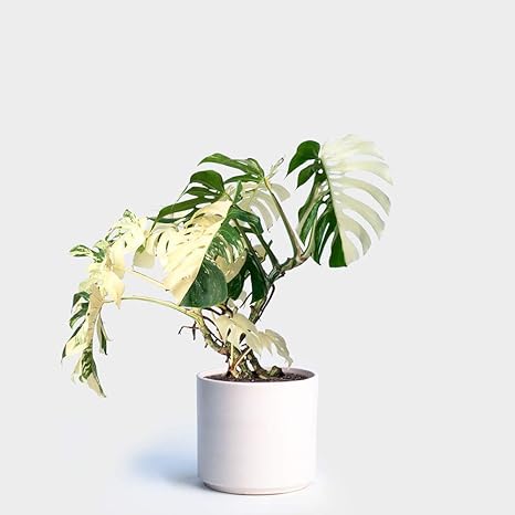 Portal Cool 100pcs White Monstera Seeds Palm Turtle Pot Plant Bonsai Tree Decor Home Garden Amazon Co Uk Garden Outdoors