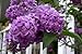 25 FRENCH / OLD FASHIONED LILAC Syringa Vulgaris Flower Shrub Bush Seeds by Seedville primary