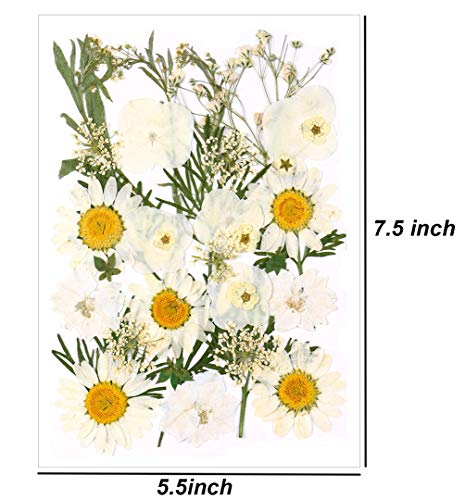 image for Aunifun Real Dried Pressed Flowers Assorted Colorful Daisies for Art C