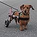 Walkin' Wheels Small Dog Wheelchair, Lightweight Dog Wheelchair for Back Legs, 11-14 lbs, for 3-6 inches Leg Height - Pink