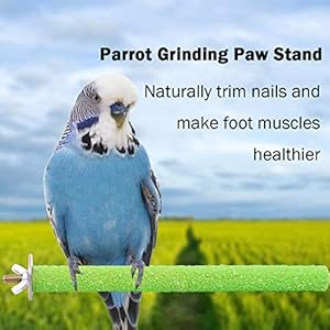 Wudong 6 Pezzi posatoi per pappagalli, Gabbia per Uccelli Colorata Scrub Stand Bar per Uccelli pappagalli pappagallini… Wudong Wudong 6 Pezzi posatoi per pappagalli, Gabbia per Uccelli Colorata Scrub Stand Bar per Uccelli pappagalli pappagallini…