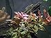 Aquatic Arts Dark Red Ludwigia - 2 Bunches - Large Live Aquarium Plant