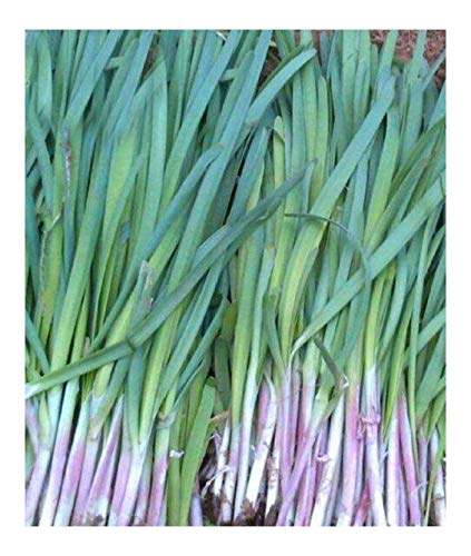 Chinese Leek Red Purple Root Chinese Chive Garlic Chives Nira 600 Seeds Oriental Asian Chinese Original Package Vegetable Garden åŽŸè£…å½©åŒ…éŸ­èœç§å­è”¬èœç§å­