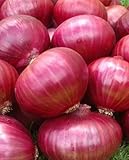 Onion RED Creole Great Heirloom Vegetable by Seed
