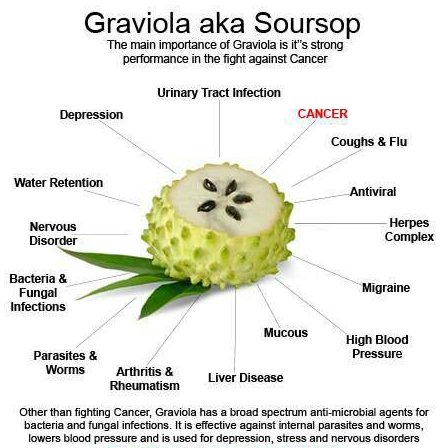 12 Organic Soursop, Graviola, Guanabana, Annona muricata seeds by Prorganics - Thumbnail 2