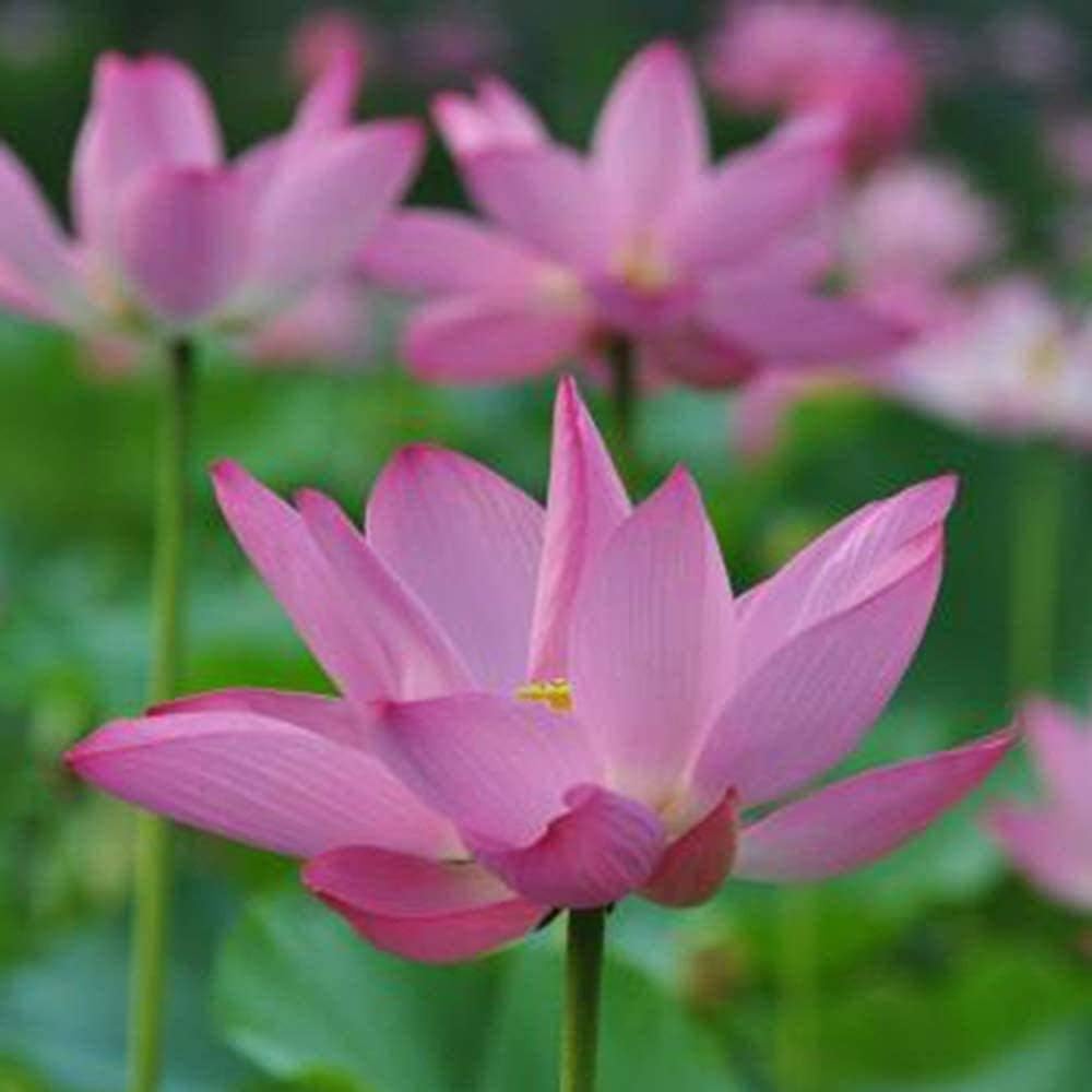 farm ranch 30pcs lotus seeds cold resistant water lily flower mixed color aquatic flower seeds for outdoor pond planting decorative courtyard plants seeds bulbs uni tankers dk