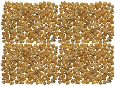 Quality Selected Seashells - Strawberry Echnella Shells for Crafts Supplies and Decoration, Minituare Garden Ornaments Beach White Sea Shells and for Jewellery Making