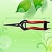 TABOR TOOLS Pruning Shears, Florist Scissors, Multi-Tasking Garden Snips for Arranging Flowers, Trimming Plants and Harvesting Herbs, Fruits or Vegetables. K7A. (Straight, Carbon Steel Blades) thumb 1
