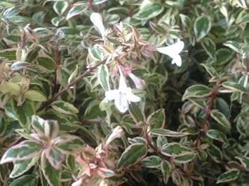 Amazon Co Jp アベリアコンフェッティ 10本 ホーム キッチン