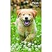 Puppies Pocket Planner 2 Year (2019) by