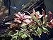 Aquatic Arts Dark Red Ludwigia - 2 Bunches - Large Live Aquarium Plant