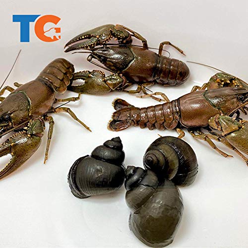 Toledo Goldfish Live Crayfish and Trapdoor Snail Combo for Ponds or Aquariums – USA Born and Raised – Live Arrival Guarantee (26 Count, 13 of Each)
