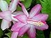 Lavender Christmas Cactus Plant-Zygocactus - 4" Pot