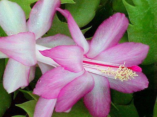 Lavender Christmas Cactus Plant-Zygocactus - 4 Lavender Christmas Cactus Plant-Zygocactus - 4